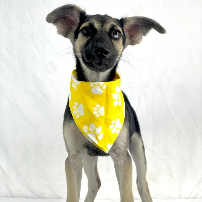 A baby medium-sized female Black Mouth Cur dog named Jensing for adoption in Lufkin, TX