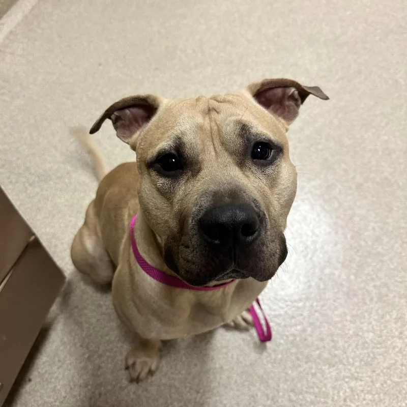 An adult medium-sized male Yellow / Tan / Blond / Fawn Black Mouth Cur dog named Scar for adoption in Bristol, IN