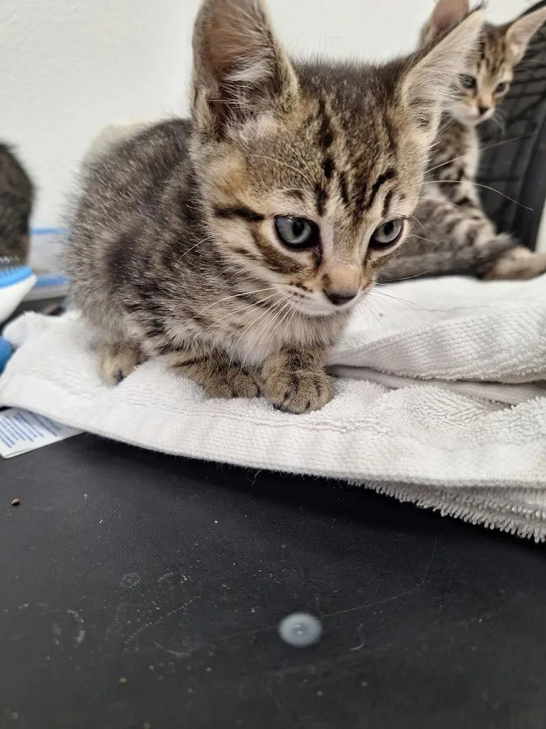 A baby medium-sized male Tabby cat named Hendrix for adoption in Grand Junction, CO