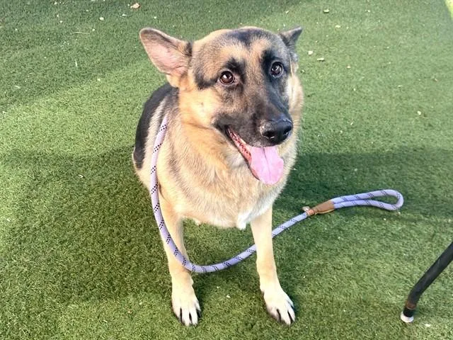 An adult large-sized male German Shepherd Dog dog named Blue for adoption in Phoenix, AZ