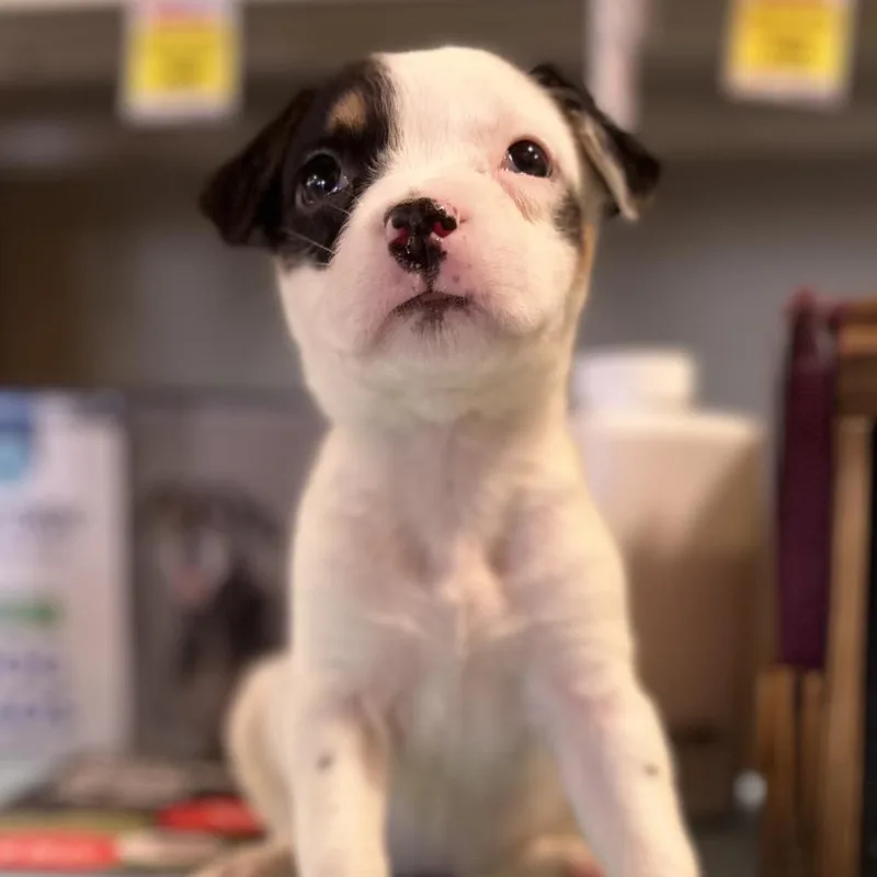 A baby medium-sized female White / Cream Pit Bull Terrier dog named Toffee for adoption in Kissimmee, FL