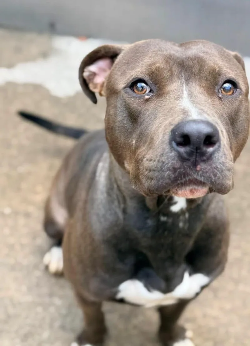 An adult medium-sized female Brown / Chocolate Pit Bull Terrier dog named Fondant for adoption in Chicago, IL
