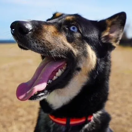 A young medium-sized female Tricolor (Brown, Black, & White) Shepherd dog named Bug Beautiful for adoption in Houston, TX