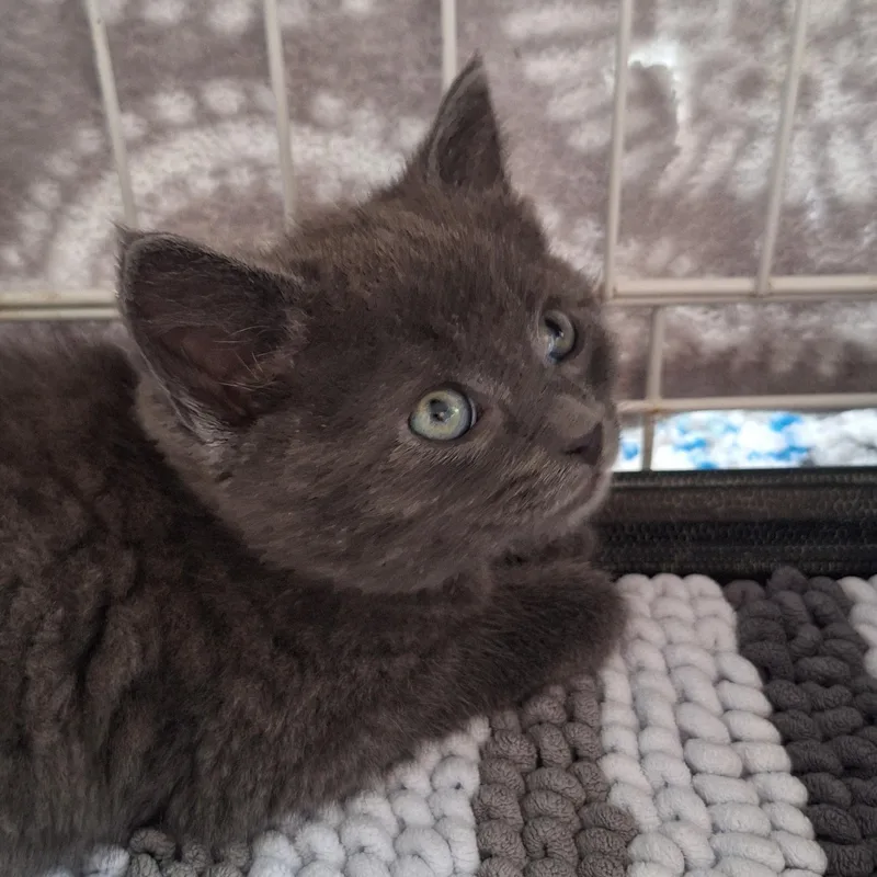 A baby medium-sized male Gray / Blue / Silver Domestic Short Hair cat named Fred And Floyd for adoption in BUTLER, PA