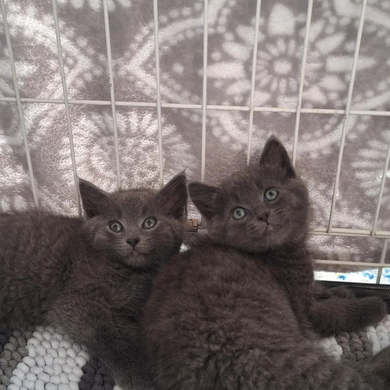 Fred And Floyd thumbnail 2