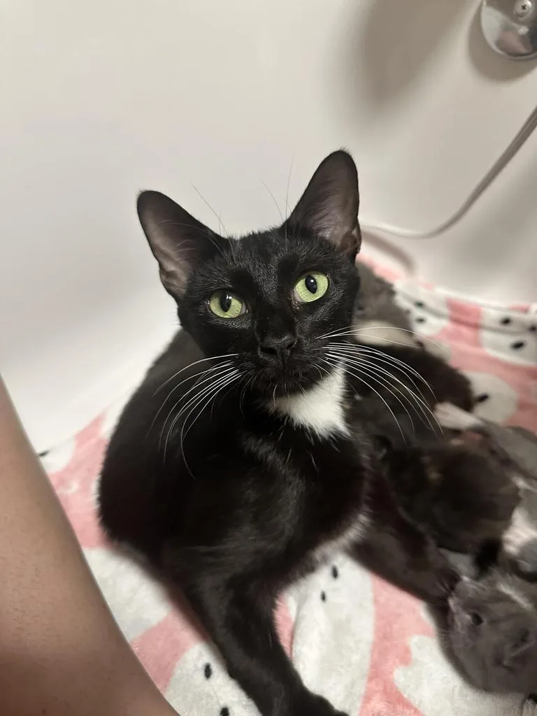 A young medium-sized female Domestic Short Hair cat named Pretty Girl for adoption in Tampa, FL