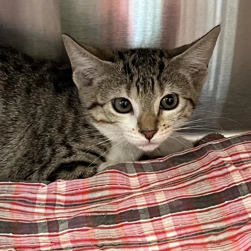 A baby small-sized female Gray / Blue / Silver Domestic Short Hair cat named Mittens for adoption in Kyle, TX