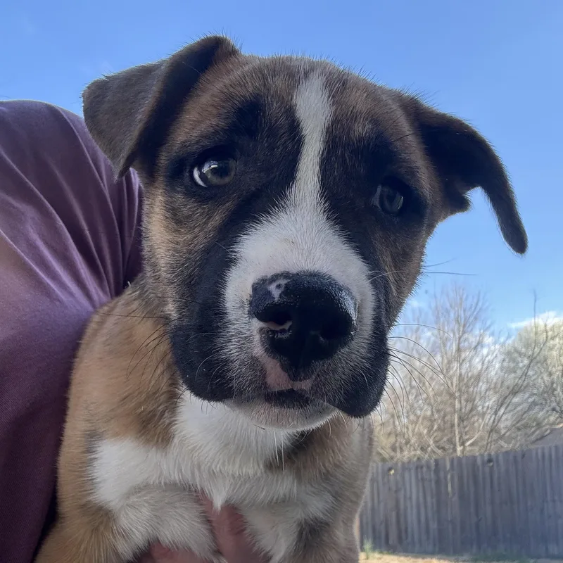 A baby medium-sized female Tricolor (Brown, Black, & White) Bulldog dog named Bailey for adoption in Calera, AL