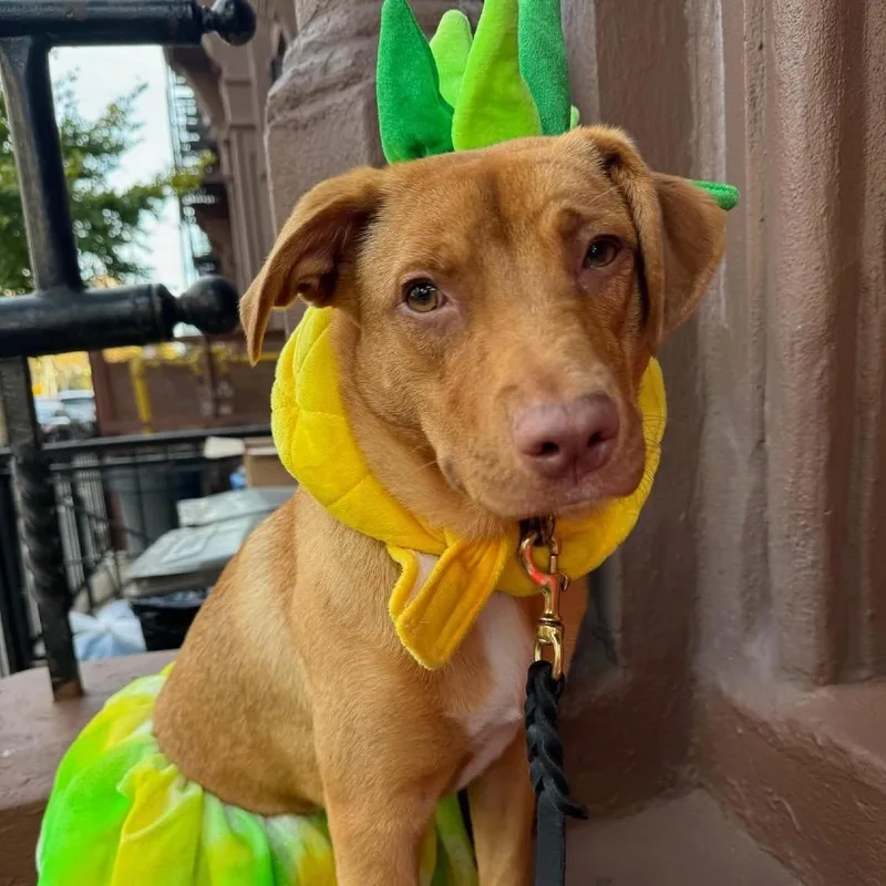 An adult medium-sized female Red / Chestnut / Orange Mixed Breed dog named Lyra for adoption in Wantagh, NY