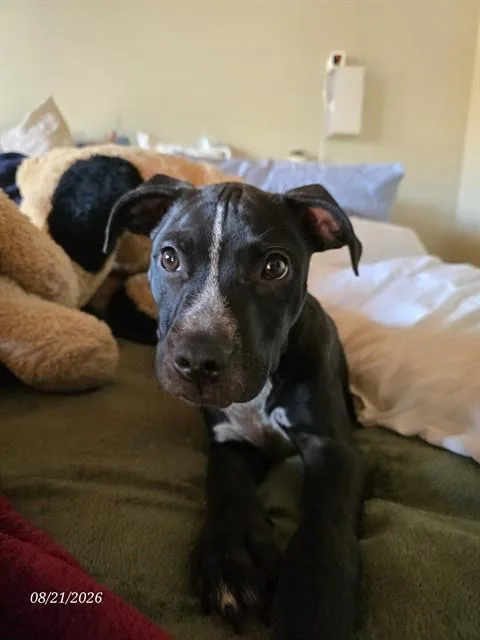 A baby small-sized male Boxer dog named Pirate for adoption in Omaha, NE