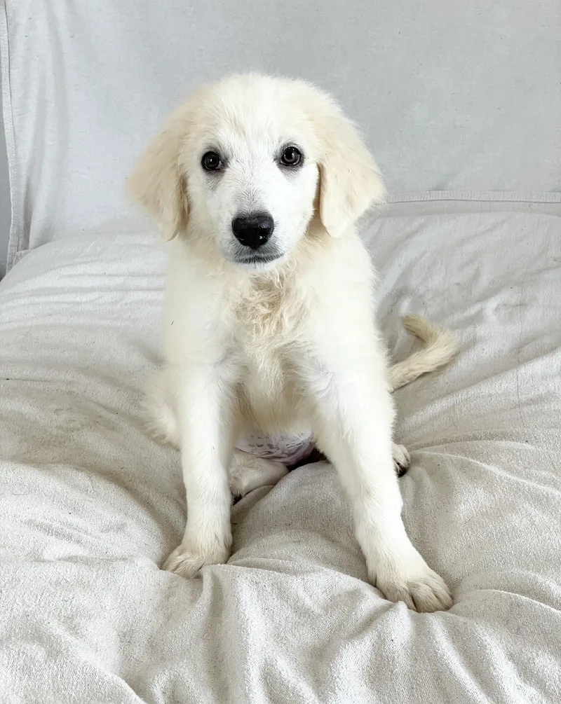 A baby extra large-sized male White / Cream Great Pyrenees dog named Loving Leander for adoption in Burlington, NC