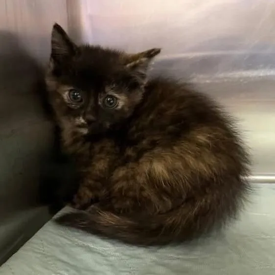 A baby small-sized female Tortoiseshell Domestic Short Hair cat named Miss Fraidy Fluff C for adoption in Princeton, MN