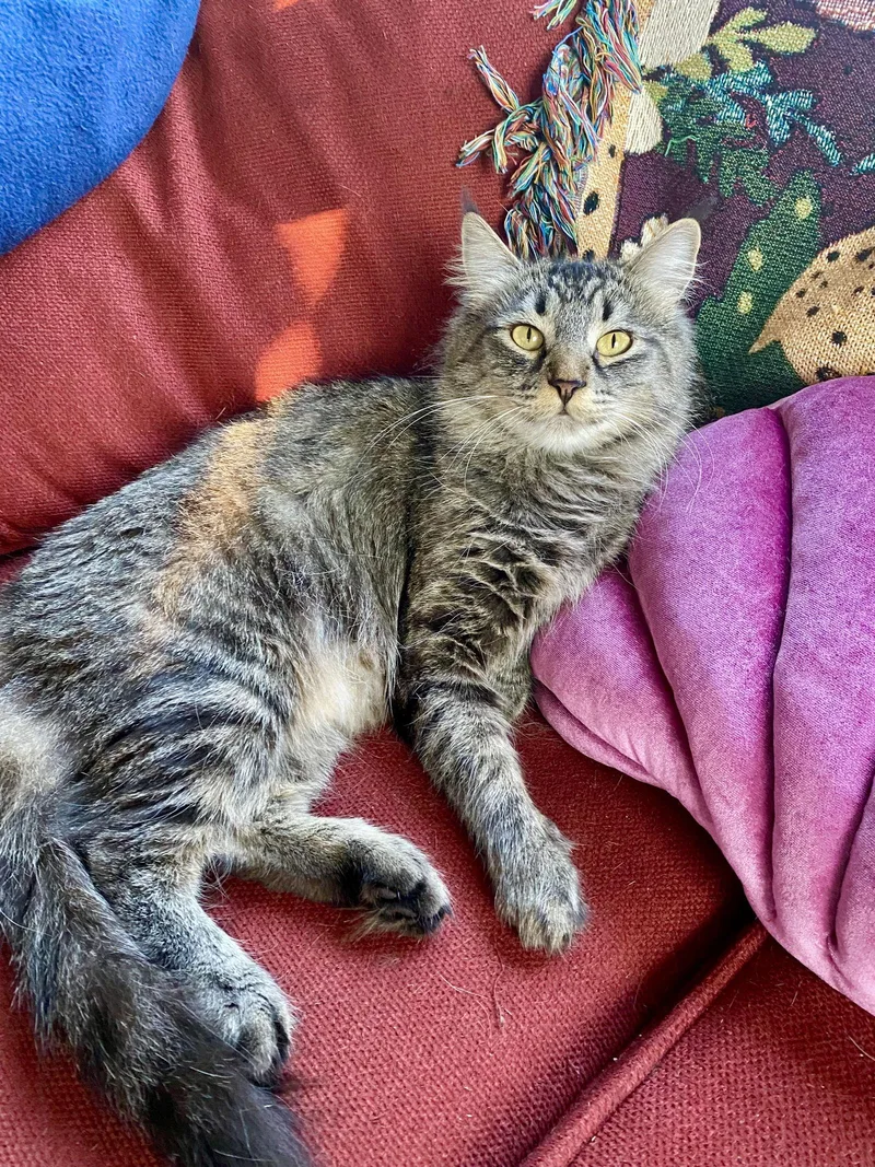 Mirabelle thumbnail 2