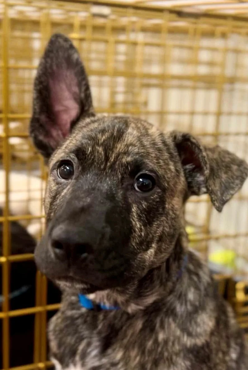 A baby medium-sized male Terrier dog named Marco for adoption in Walker, LA