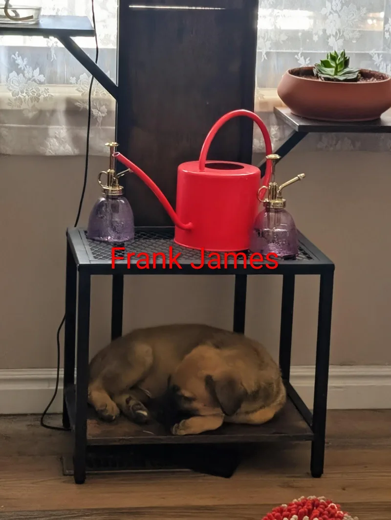 A baby medium-sized male Shepherd dog named Frank James for adoption in Salt Lake City, UT