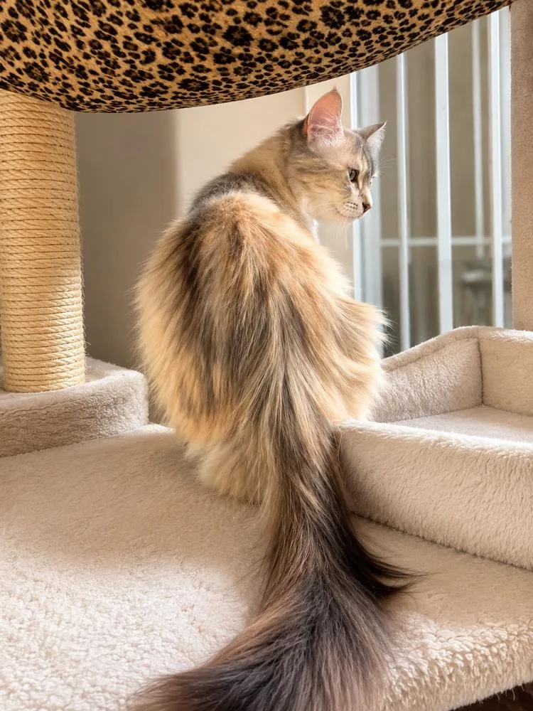 An adult medium-sized female Siamese cat named Priscilla for adoption in Calimesa, CA