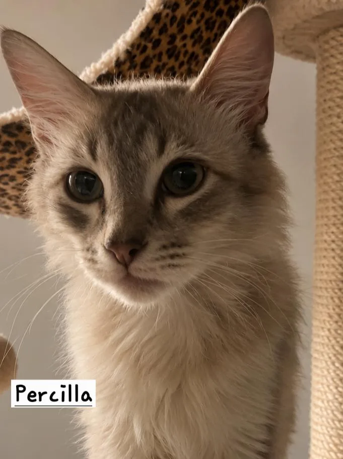 Priscilla thumbnail 2