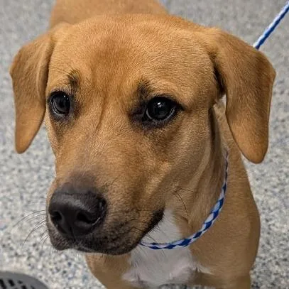 A young medium-sized female Yellow / Tan / Blond / Fawn Mixed Breed dog named Jasmine for adoption in Greenville, SC