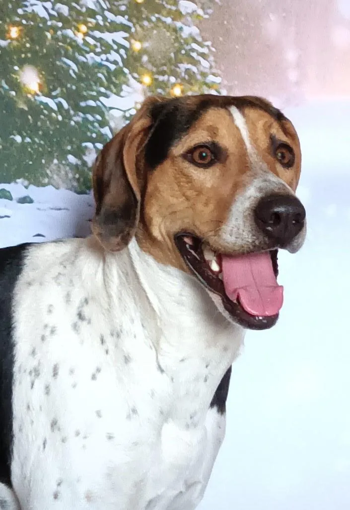 A young medium-sized female Tricolor (Brown, Black, & White) Treeing Walker Coonhound dog named Missy for adoption in Cardwell, MT