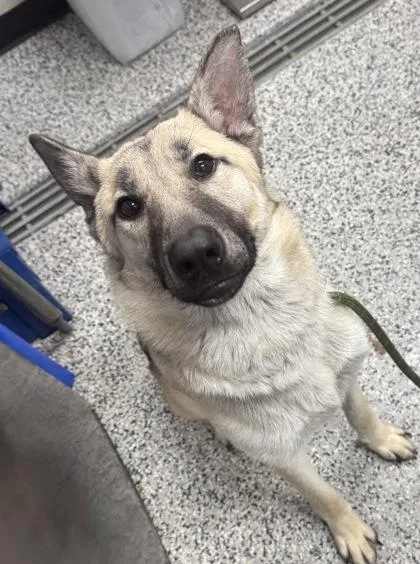 An adult large-sized male German Shepherd Dog dog named Bunny for adoption in West Chester, PA