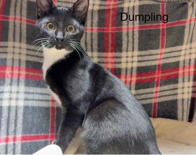 Dumplin thumbnail 3