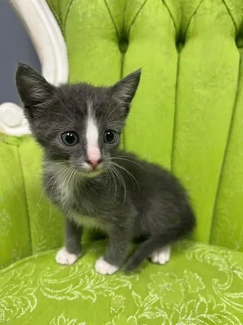 A young small-sized male Gray & White Domestic Short Hair cat named Fergus for adoption in Tyler, TX