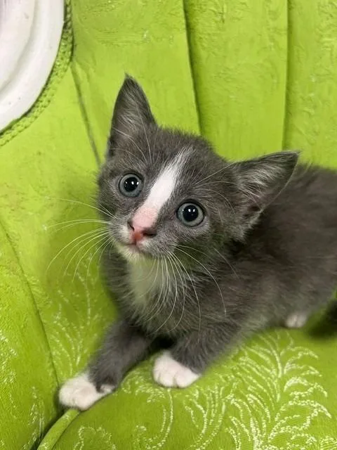 Fergus thumbnail 5