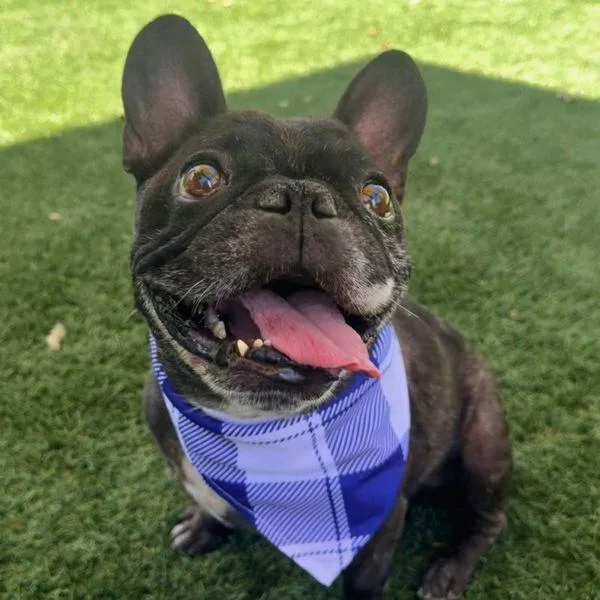 An adult small-sized male French Bulldog dog named Thunder for adoption in Walnut Creek, CA