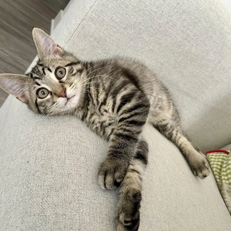 Maverick Tabby thumbnail 3