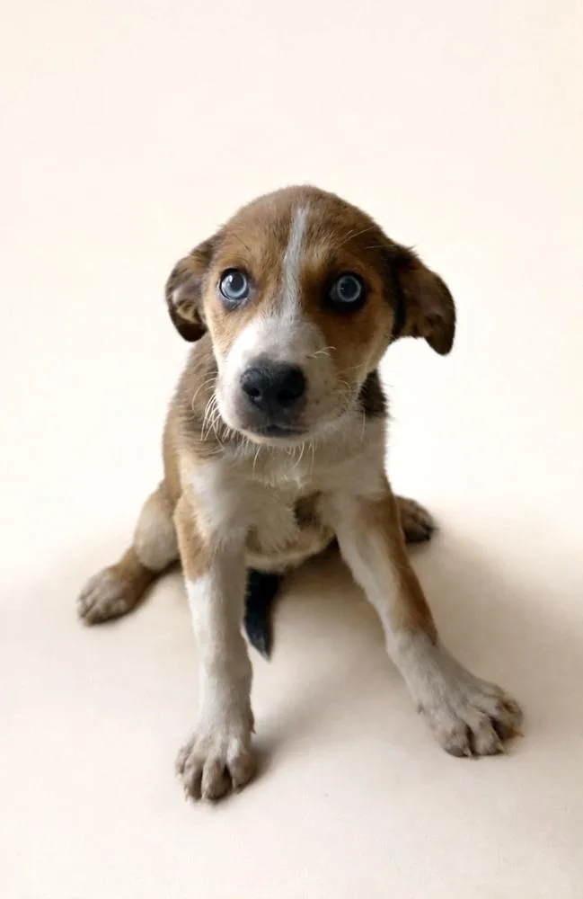 A baby medium-sized female Tricolor (Brown, Black, & White) Beagle dog named Daisy for adoption in Escondido, CA