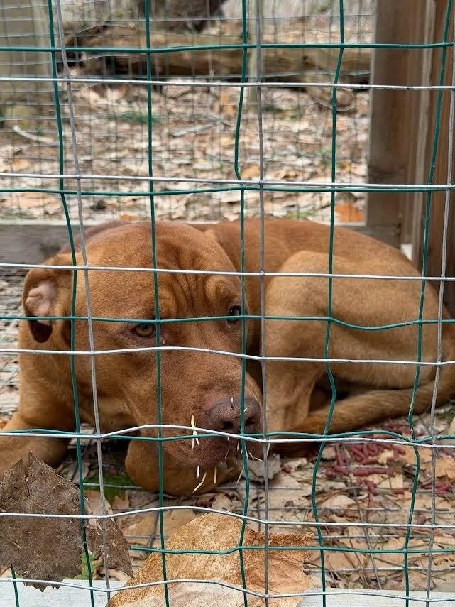 A young large-sized male Pit Bull Terrier dog named Spike for adoption in Glenfield, NY