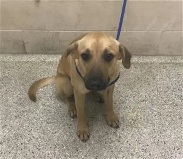 A young small-sized male German Shepherd Dog dog named Jethro for adoption in Conroe, TX