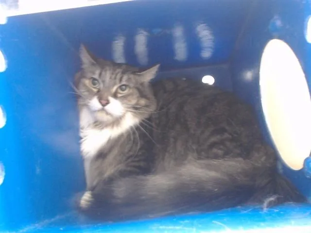 An adult small-sized male Domestic Medium Hair cat named Sushi for adoption in Orlando, FL