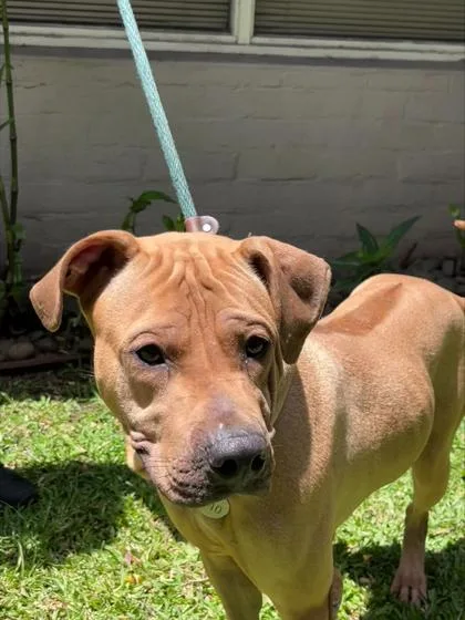 An adult large-sized female Shar-Pei dog named Ig for adoption in Honolulu, HI