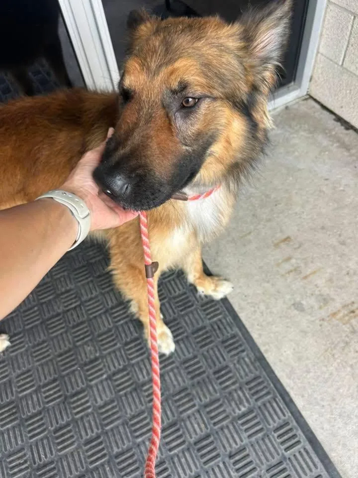 A young medium-sized male Belgian Shepherd / Malinois dog named Capone for adoption in Rowlett, TX