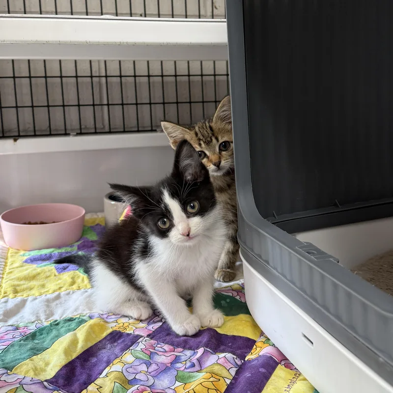 A baby small-sized female Black & White / Tuxedo Domestic Short Hair cat named Oregano for adoption in Oconto, WI
