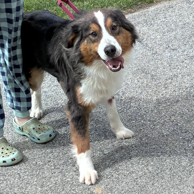 A young medium-sized male Australian Shepherd dog named Shadow for adoption in Lincoln University, PA