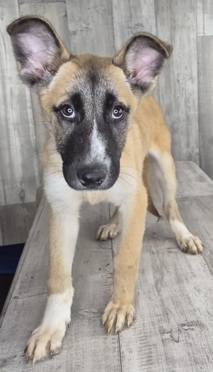 An adult medium-sized female German Shepherd Dog dog named Eva for adoption in Shreveport, LA