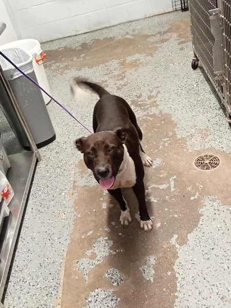 An adult large-sized female Pit Bull Terrier dog named Lily for adoption in Mobile, AL
