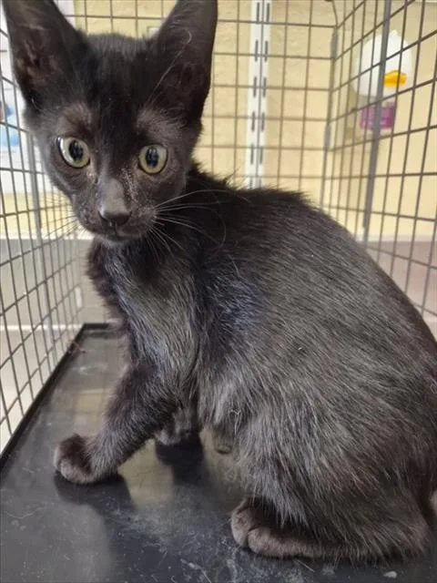 A baby small-sized male Domestic Short Hair cat named Koda for adoption in Fort Myers, FL