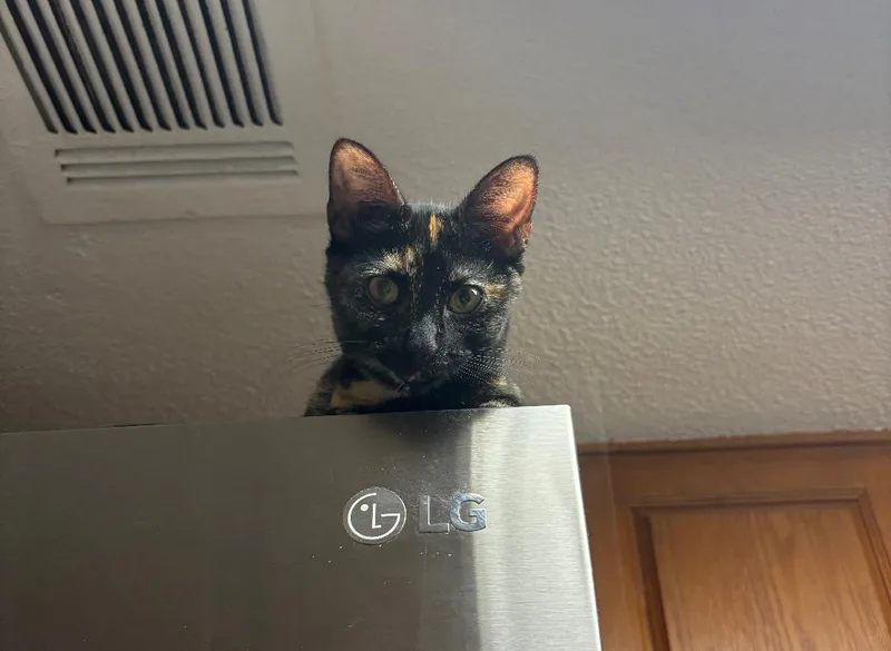 A baby medium-sized female Tortoiseshell cat named Tilly for adoption in MONTGOMERY, TX