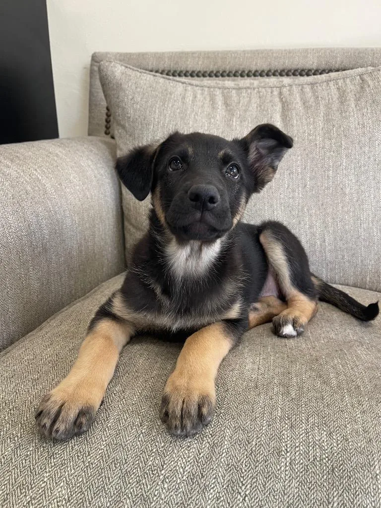 A baby large-sized female Mixed Breed dog named Bizzy for adoption in Thousand Oaks, CA