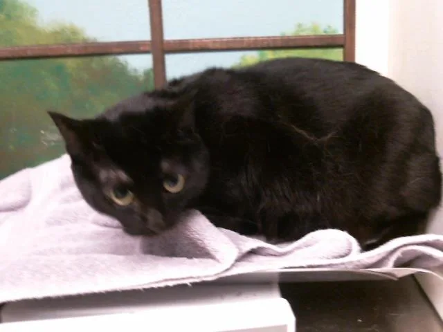An adult large-sized female Domestic Short Hair cat named Freya for adoption in Houston, TX