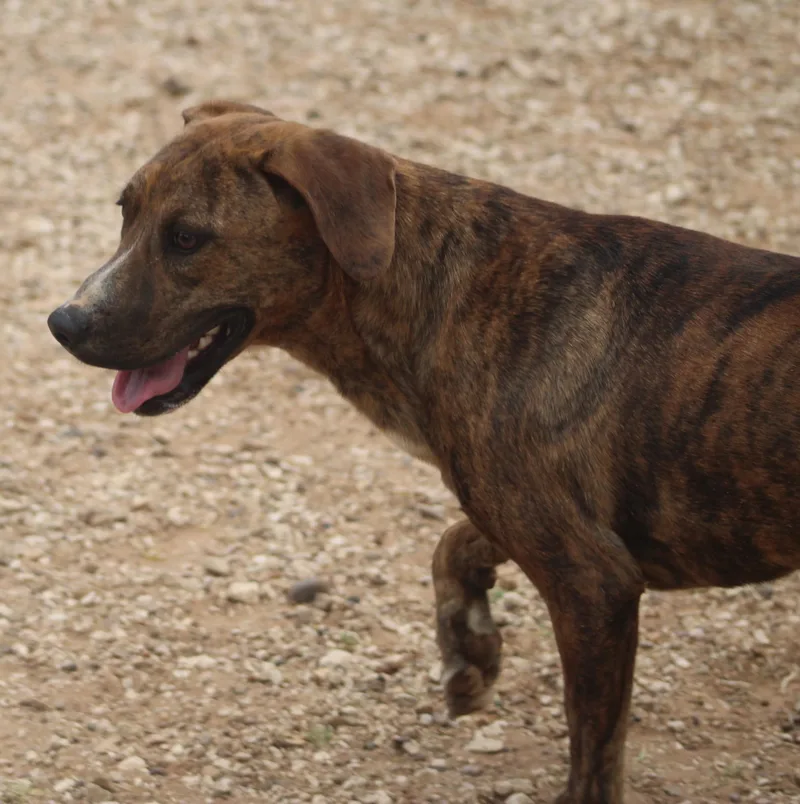 A young medium-sized male Brindle Pit Bull Terrier dog named Buddy for adoption in Post, TX