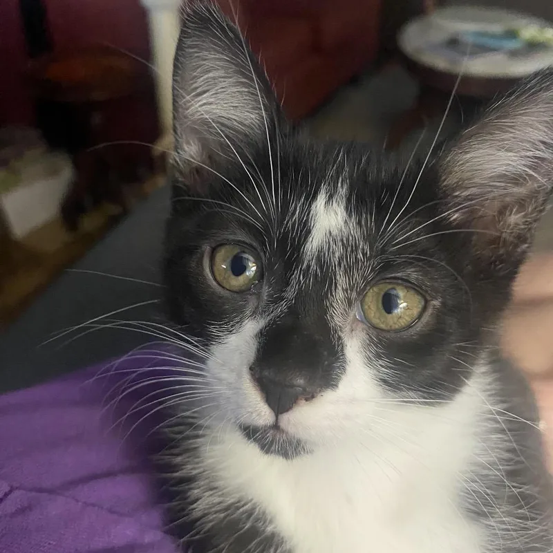A baby small-sized female Black Domestic Short Hair cat named Chunky for adoption in Lucedale, MS