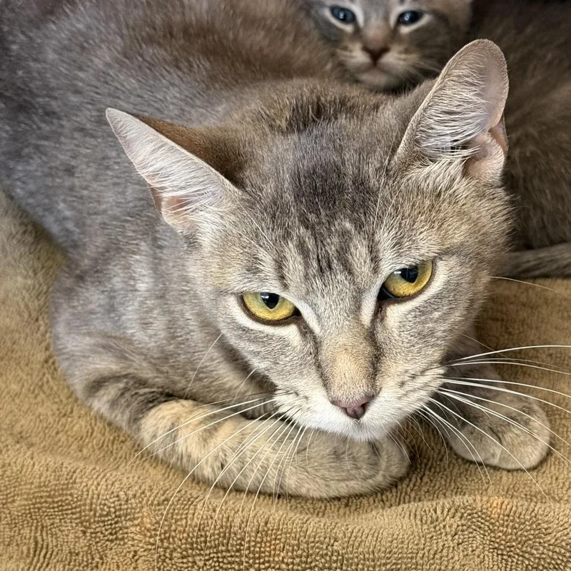 A young medium-sized female Gray / Blue / Silver Domestic Short Hair cat named Hotmail for adoption in Austin, TX