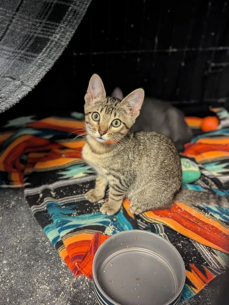 A baby medium-sized female Domestic Short Hair cat named August for adoption in St. Cloud, MN