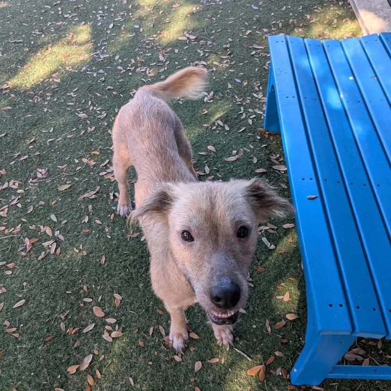 An adult medium-sized male Yellow / Tan / Blond / Fawn Terrier dog named Bane for adoption in Port Richey, FL