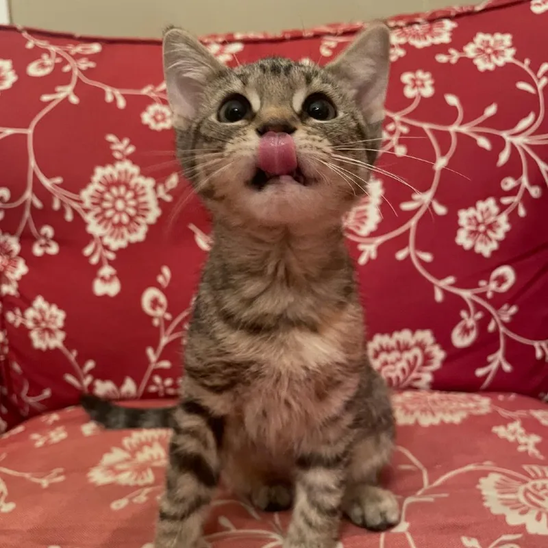 A baby small-sized female Brown / Chocolate Domestic Short Hair cat named Dolores O'Purrden for adoption in Granby, MO