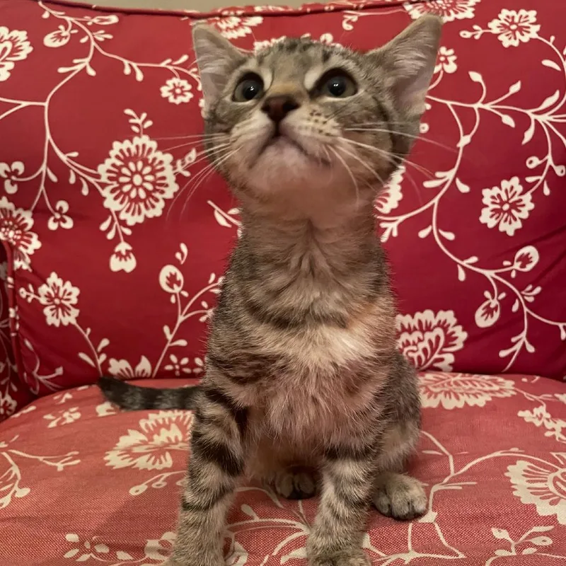 Dolores O'Purrden thumbnail 2